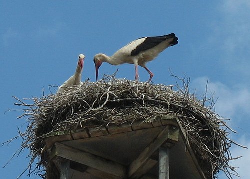 Storchennest