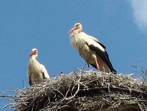 Storchennest