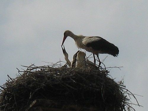 Storchennest