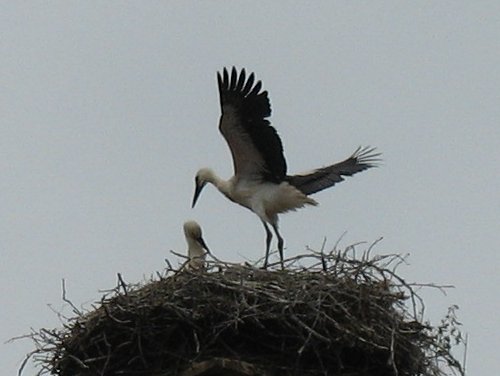 Storch