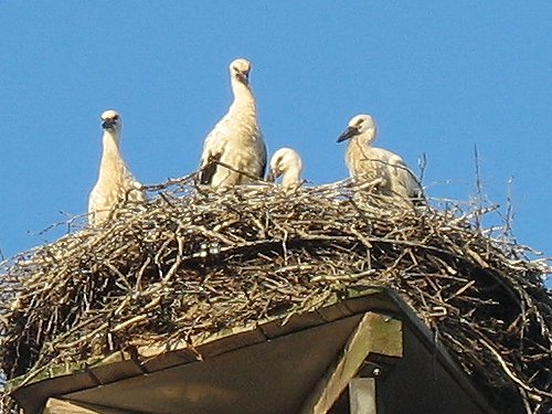 Storchennest