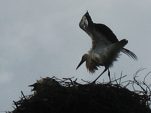 Storch