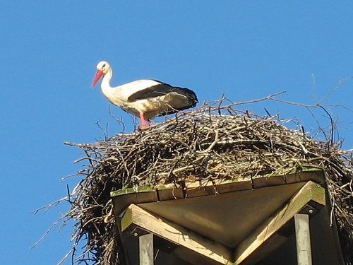 Storchennest