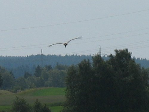 Storch