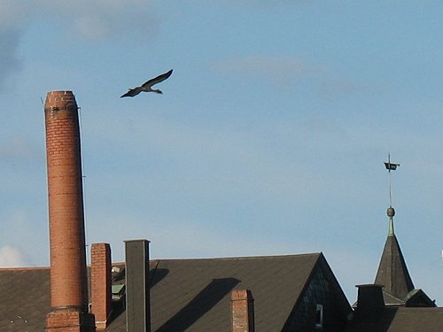 Storch im Flug