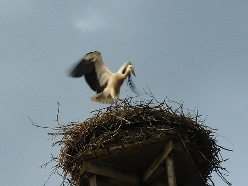 Storch