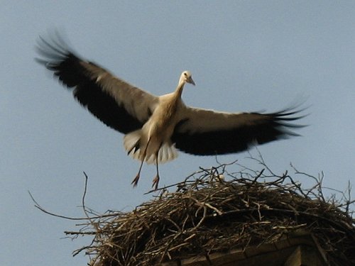 Storchennest