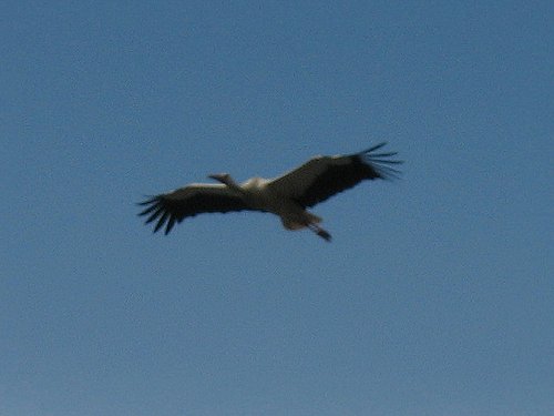 Storch