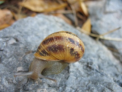 Schnecke