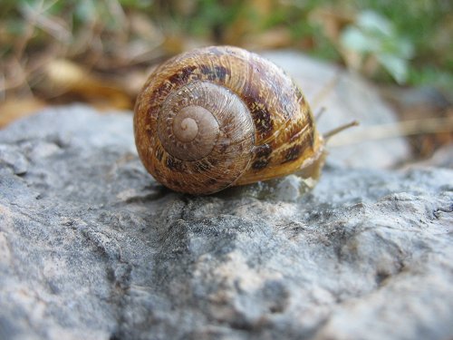 Schnecke