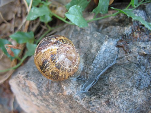 Schnecke