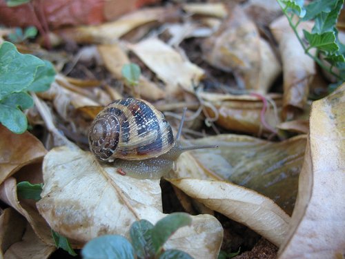 Schnecke