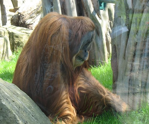 Zoo am Meer