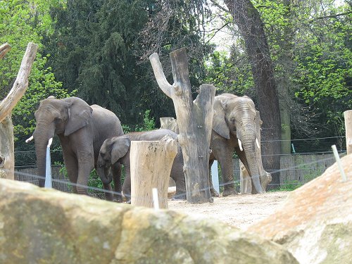 Dresdner Zoo