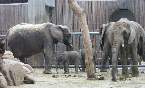 Elefanten mit Babies