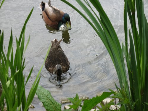 Düsseldorfer Zoo