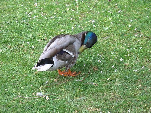 Düsseldorfer Zoo