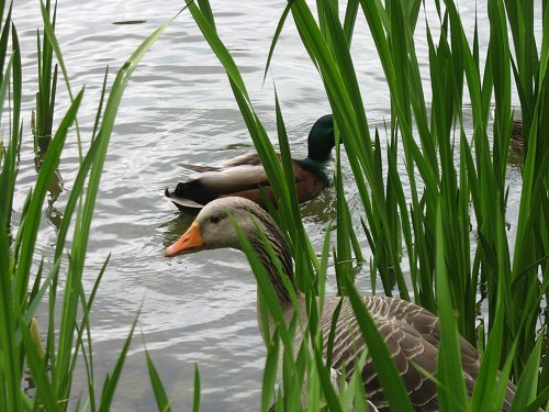 Düsseldorfer Zoo