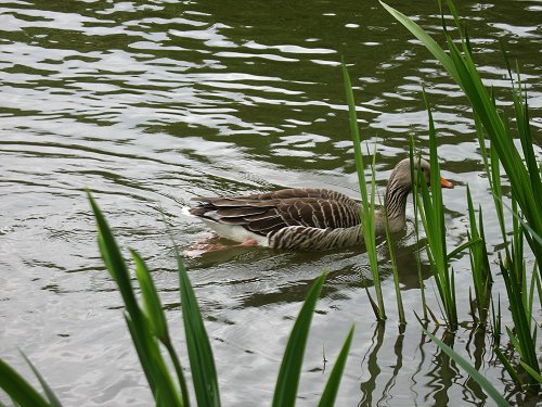 Düsseldorfer Zoo