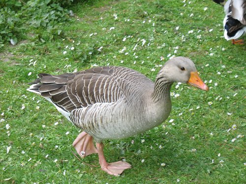 Düsseldorfer Zoo