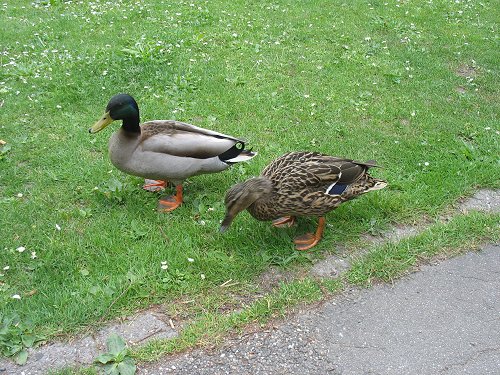 Düsseldorfer Zoo