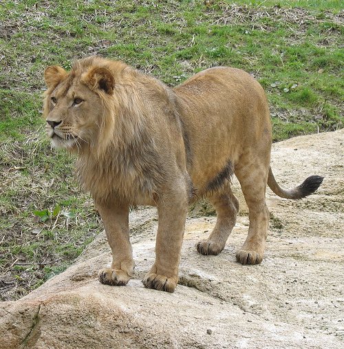 Löwe. Ich bin der Boss