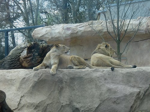 Dresdner Zoo