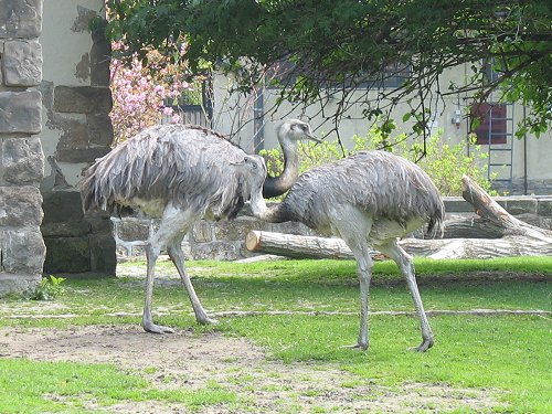 Dresdner Zoo