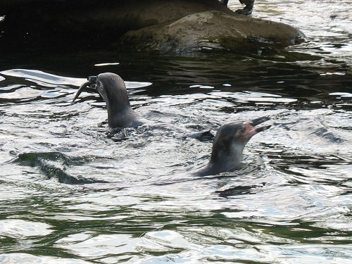 Zoo am Meer