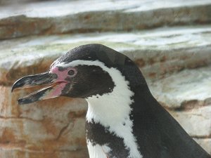 Zoo am Meer