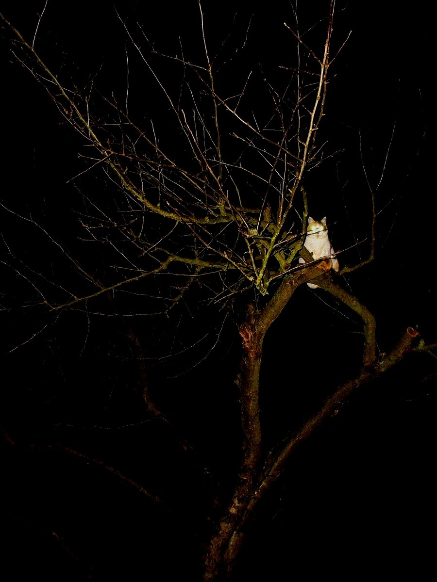 Bedrohliches Tier mit leuchtenden Augen auf einem Baum