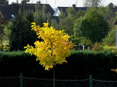 Herbst in Selb-Längenau