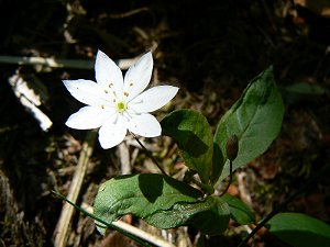 Siebenstern, Blume des Fichtelgebirges