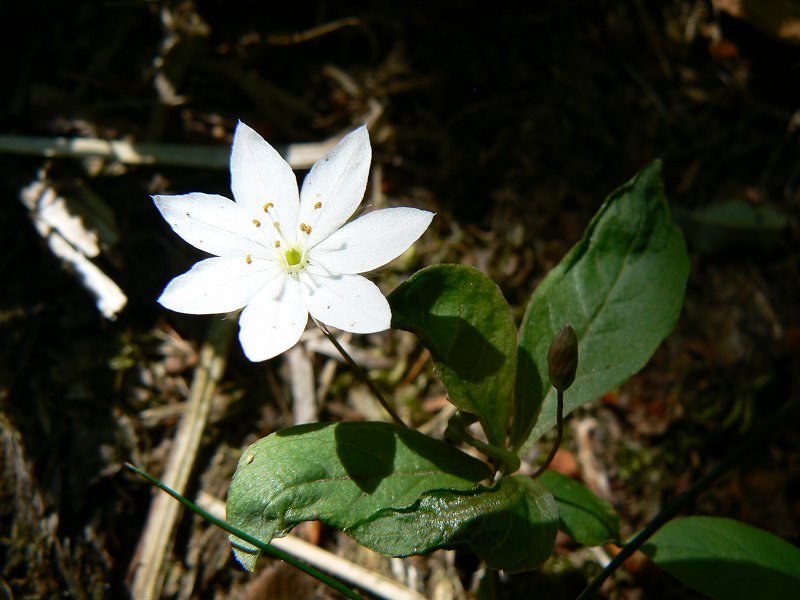 Siebenstern