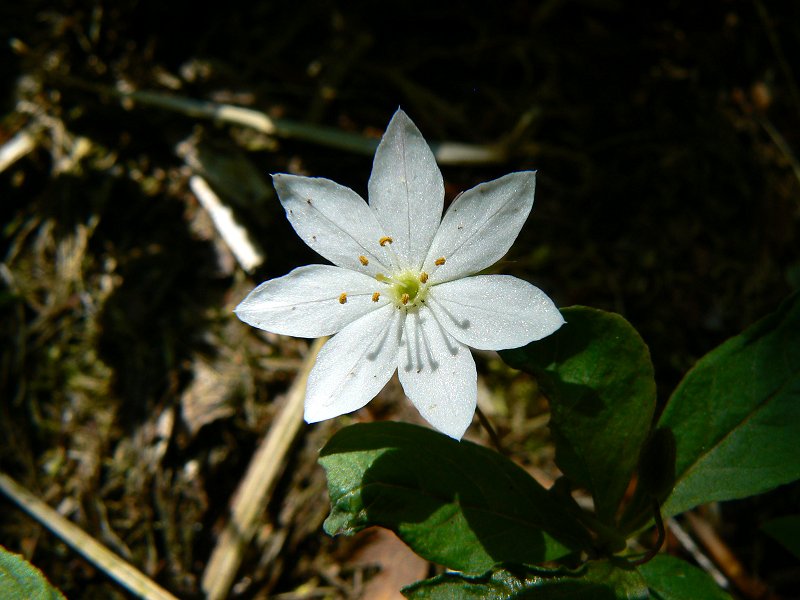 Siebenstern