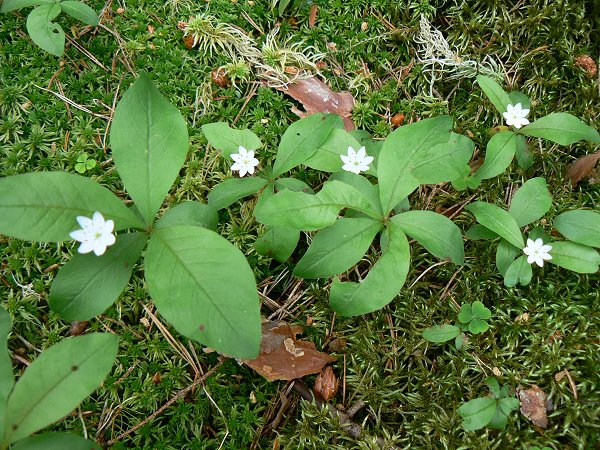Siebenstern, Blume des Fichtelgebirges