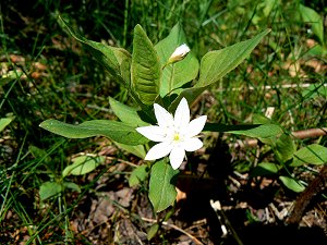 Siebenstern - Trientalis europaea