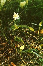 Siebenstern, Blume des Fichtelgebirges