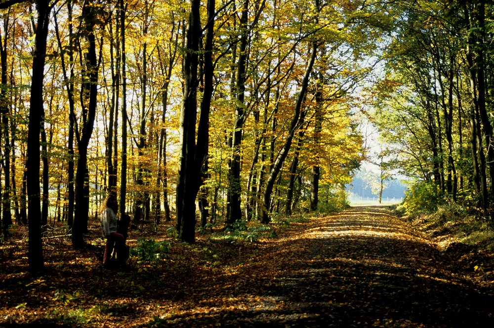 Laubfärbung im Herbstwald