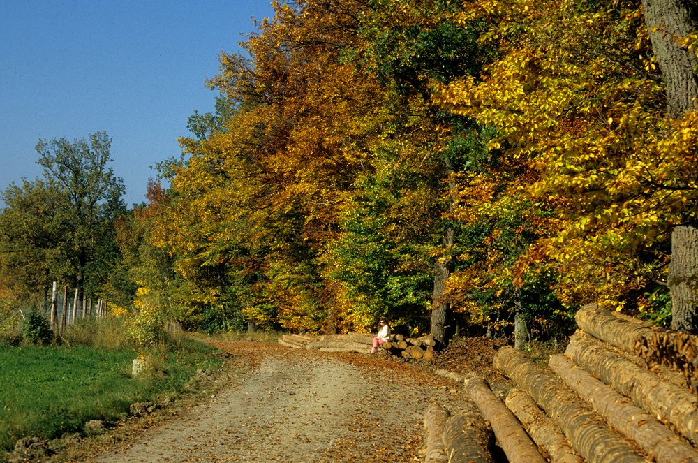 Herbstaspekt am Steinberg