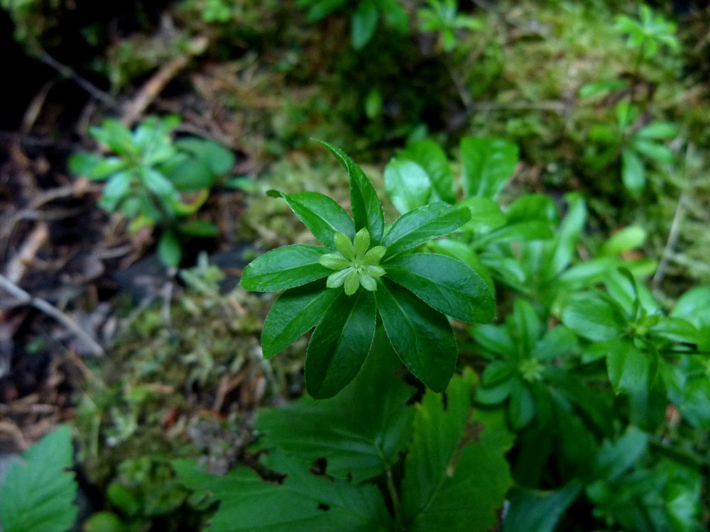 Waldmeister oder Wohlriechendes Labkraut (Galium odoratum)