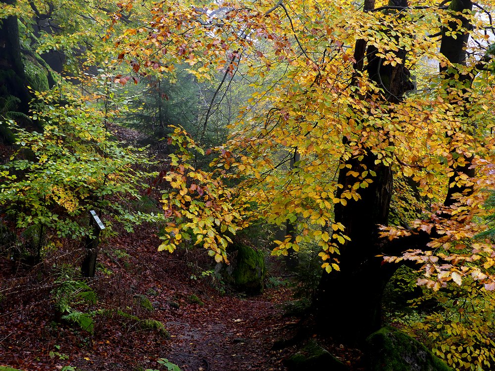 Herbst auf dem Waldstein