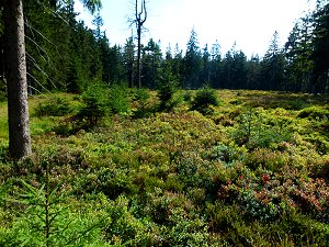 Die Königsheide im Fichtelgebirge