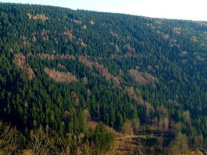 Hakenkreuz im Wald