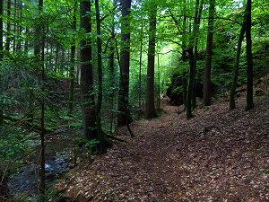 Das Wurzbachtal