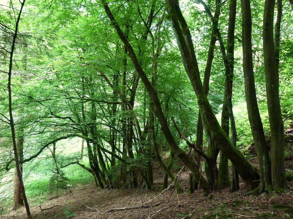 Alte Buchenhecke in Winklas bei Stammbach