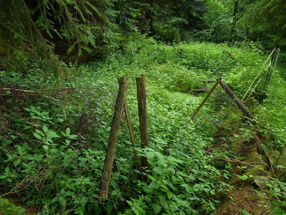 Vermutlich ehemalige Klärbecken, heute Biotop